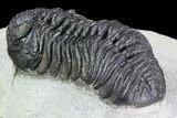 Detailed Morocops Trilobite - Visible Eye Facet #86761-3